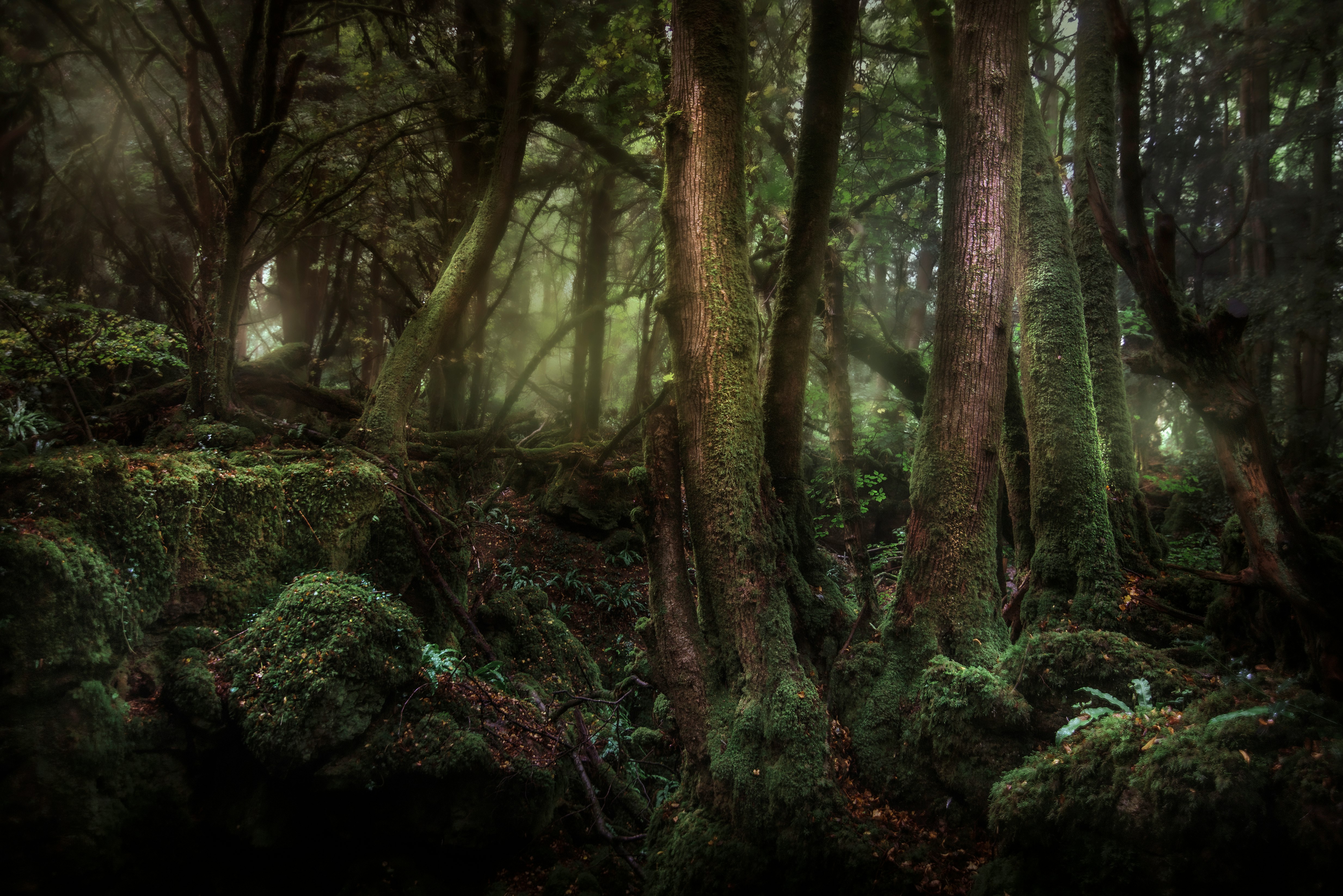 forest during daytime